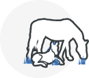 Illustration Poulinage
