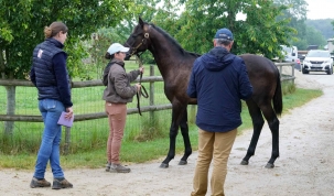 Inspection Arqana